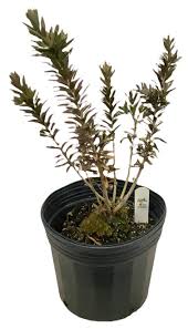 Image result for Psychotria succulenta