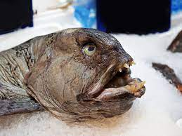 Devil Fish Images – Browse 21,956 Stock Photos, Vectors, and Video | Adobe Stock