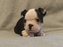 The boston terrier is a medium purebred known for being affectionate, aggressive, friendly, gentle, intelligent, lively, and playful. Litter Of 4 Boston Terrier Puppies For Sale In Lima Oh Adn 26208 On Puppyfinder Com Gender Female Age 5 W Boston Terrier Puppy Boston Terrier Puppy Litter