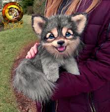 Image result for wolf cub