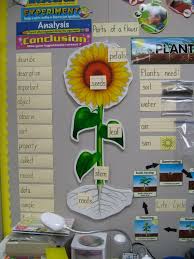 Parts Of A Plant Plant Needs Plant Life Cycle Science Word Wall Science Word Wall Interactive Word Wall Parts Of A Flower