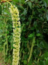 Image result for Iteaceae
