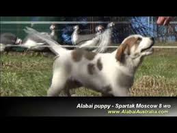 Inside the fight to stop australia's. Spartak Moscow Central Asian Shepherd Alabai Dog Puppy Youtube