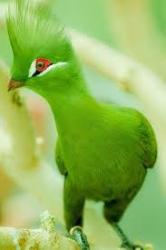 1 000 000 Amazing Photos Community Google Animals Beautiful Beautiful Birds Colorful Birds