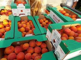 Florida prince peach tree arizona. Delayed Start For Florida Peaches