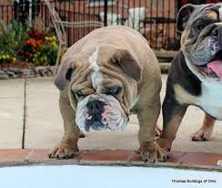 Hand raised miniature english bulldog puppies for sale to approved homes at times. Colors And Pricing How Much Does An English Bulldog Cost