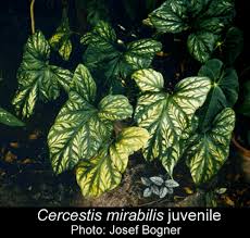 Image result for Cercestis