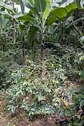 Image result for Coffea mufindiensis