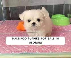 Friar enjoys playing with his brothers and has such a great. Maltipoo Puppies For Sale In Georgia Top 5 Breeders 2021 We Love Doodles