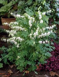 Dicentra Spectabilis Google Search Shade Plants Container Shade Plants Bleeding Heart