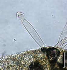 Image result for Marsilea subterranea