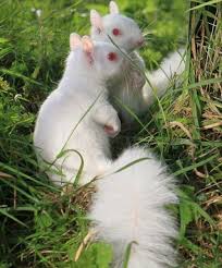 Pin By Viv Watson On Squirrels Albino Animals Rare Albino Animals Animals Beautiful