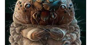 Types of symbiotic mites on humans. The Creatures Living On Our Skin Health And Medicine