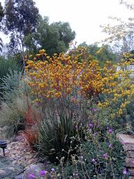 Image result for Anigozanthos