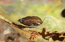 Image result for Isoglossa membranacea