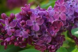 Free Image On Pixabay Lilac Flower No Purple Garden Lilac Flowers Flowers Lilac