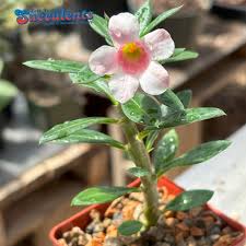 Image result for Pachycarpus eximius