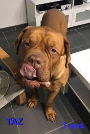 Top 10 coolest luxury hotel 2021. Adoption De Taz Grand Chien Dogue De Bordeaux Region Nord Pas De Calais