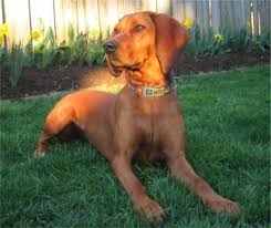 The redbone coonhound is a tenacious hunting dog used for hunting raccoon, deer, bear, boar, cougar, or any other large game. Pin On Growing Up
