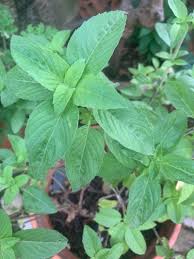 Image result for Basilicum polystachyon