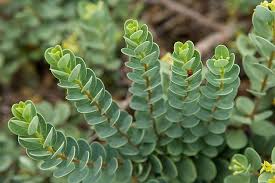 Image result for Psydrax subcordata