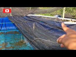 Seberapa Manfaat Pasang Paranet Pada Kolam Ikan Lele Youtube