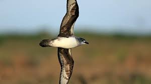 Avian Influenza Australia