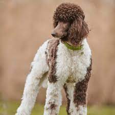 How Long Do Poodles Live Poodle Life Expectancy Causes Of Death
