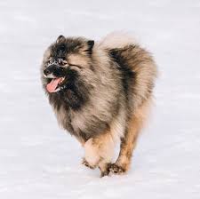 Vet checked and microchipped prior to sale. Keeshond Puppies For Sale Adoptapet Com