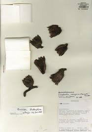 Image result for Thonningia