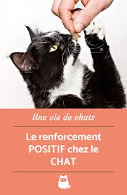 Le Renforcement Positif Chez Les Chats Renforcement Positif Astuces Pour Chat Chat