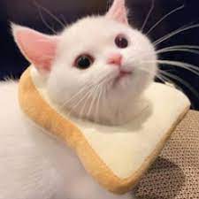 See more ideas about matching profile pictures, anime couples drawings, cute anime couples. Cat Bread Discord Pfp