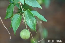 Image result for Croton megalobotrys