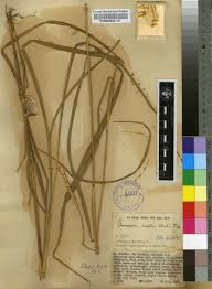 Image result for Chasmopodium