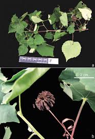 Image result for Abutilon indicum