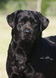 English Labrador Retriever English Labrador Labrador Retriever Black Labrador Retriever