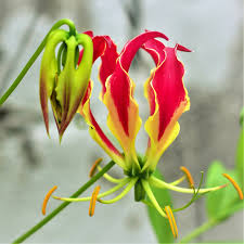 Image result for Gloriosa sessiliflora