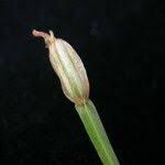 Image result for Canscora alata