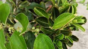 Bidara atau widara (ziziphus mauritiana) merupakan pohon kecil yang banyak tumbuh di kawasan kering. Dipercaya Bisa Obati Sihir Air Rebusan Daun Bidara Punya Manfaat Ajaib Untuk Tubuh Serambi Indonesia