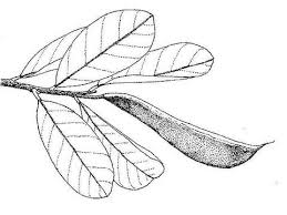 Image result for Baphia massaiensis