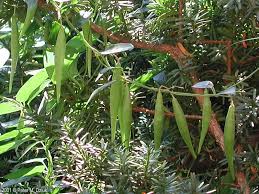 Image result for Vincetoxicum heterophyllum