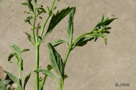 Image result for Scoparia dulcis