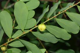 Image result for Phyllanthus beillei