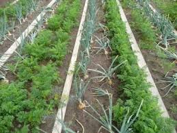 As per your need and choice. Can You Plant A Tomato Near A Cabbage