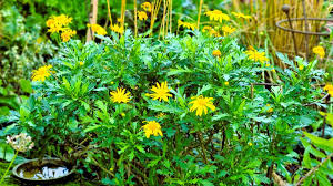 Image result for Euryops chrysanthemoides