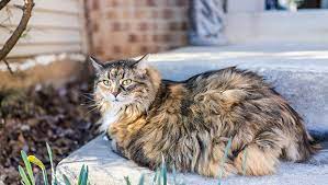What To Do When A Stray Cat Shows Up At Your Door