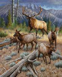 Cynthie Fisher Sporting Classics Daily Elk Pictures Wildlife Paintings Wildlife Artwork