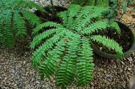 Image result for Marattiaceae