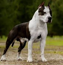 American Staffordshire Terrier Amerkan Staf Cinsinin Bilinmesi Gereken 10 Onemli Ozelligi