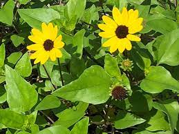Learn how easy it is to grow spectacular sunflowers in your garden. Beach Sunflower University Of Florida Institute Of Food And Agricultural Sciences
